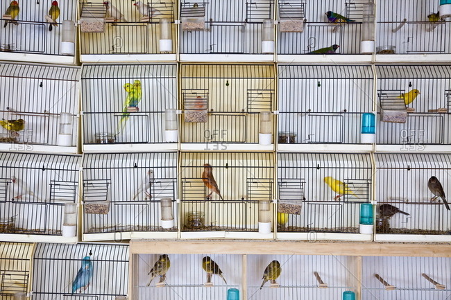 Detail Pictures Of Birds In Cages Nomer 4