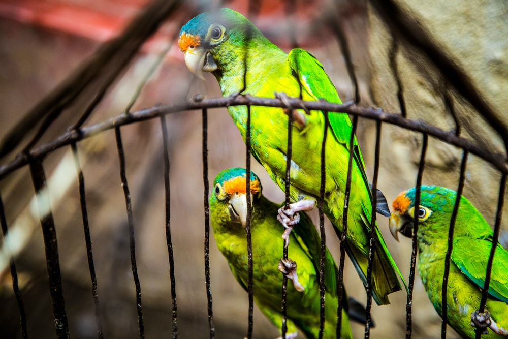 Detail Pictures Of Birds In Cages Nomer 29