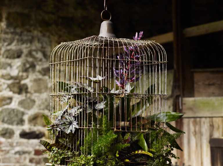 Detail Pictures Of Birds In Cages Nomer 31