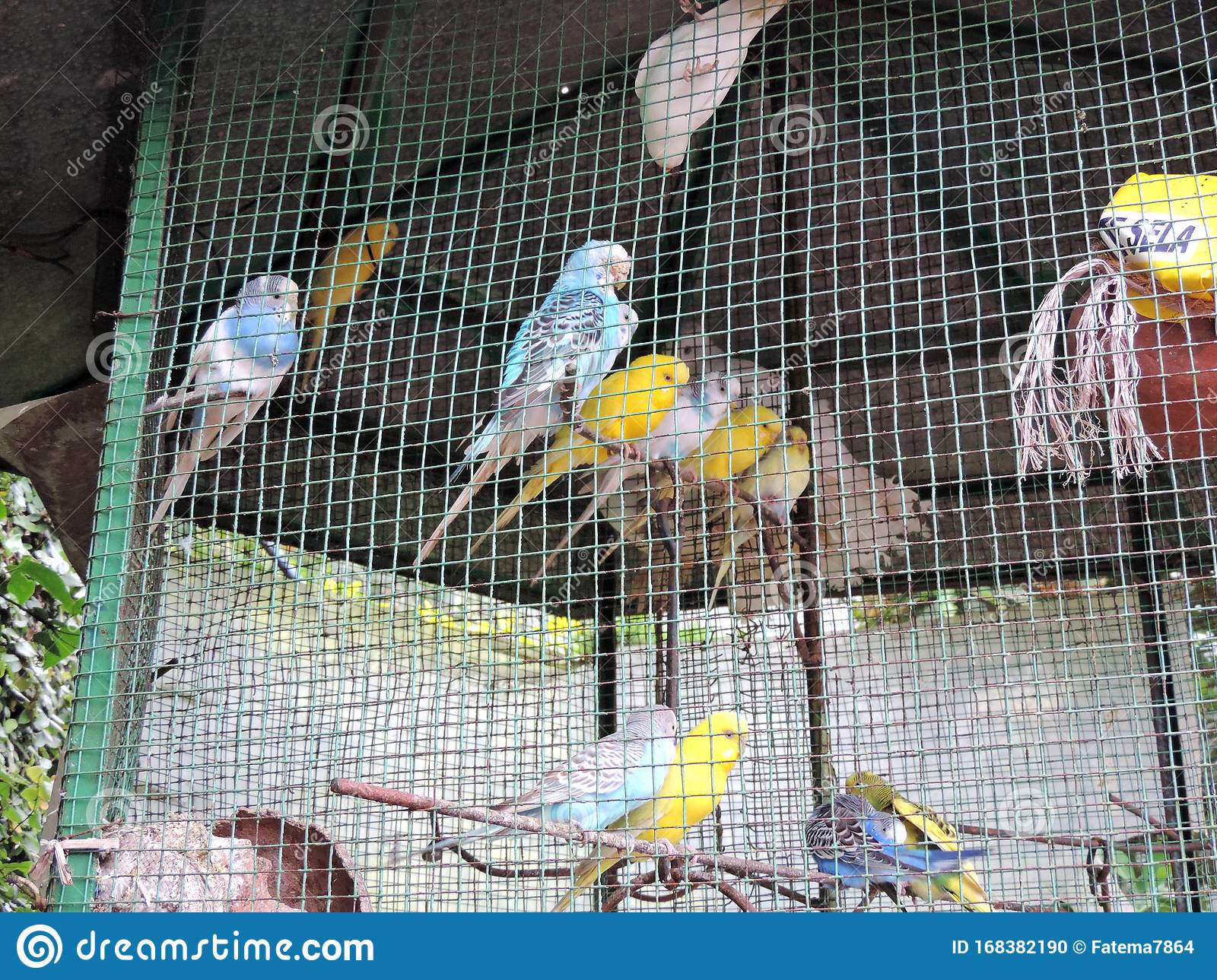 Detail Pictures Of Birds In Cages Nomer 34