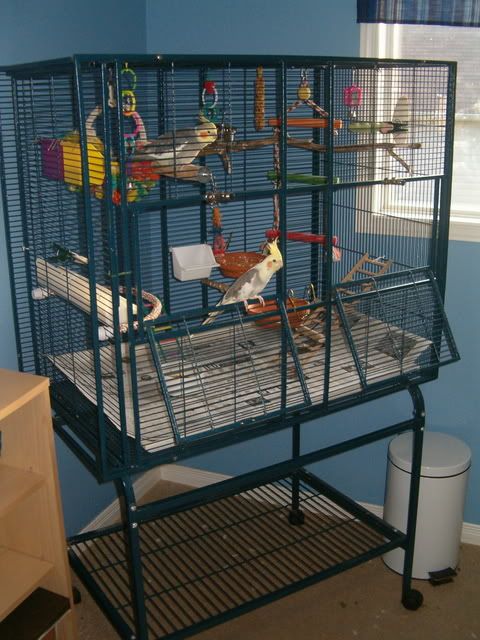 Detail Pictures Of Birds In Cages Nomer 35