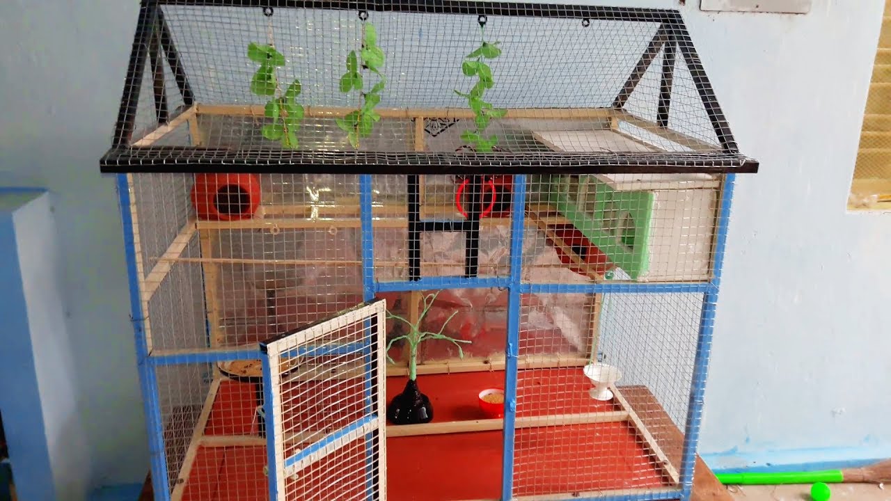 Detail Pictures Of Birds In Cages Nomer 36