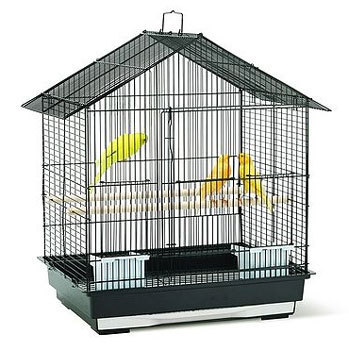 Detail Pictures Of Birds In Cages Nomer 38