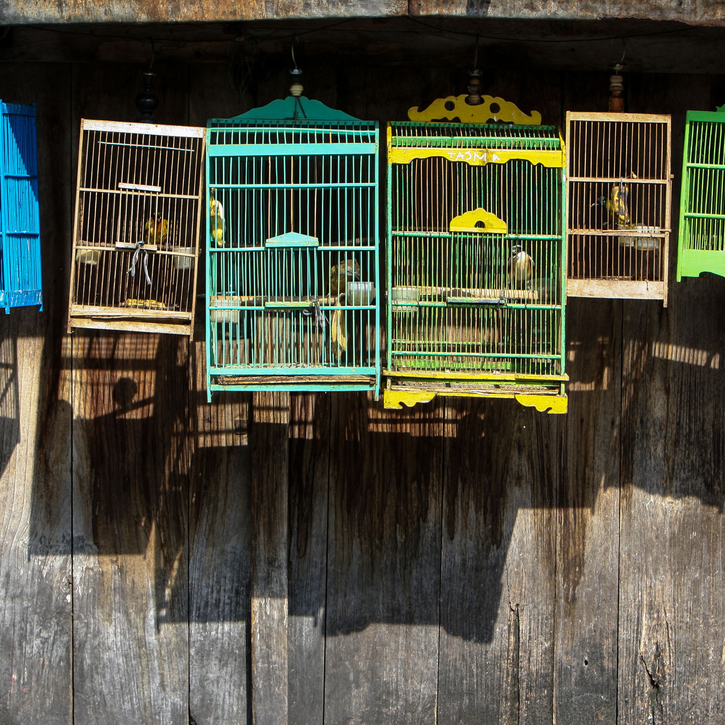 Detail Pictures Of Birds In Cages Nomer 39