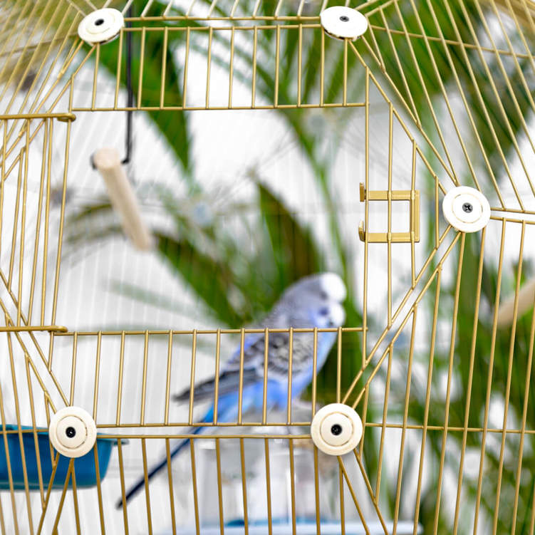 Detail Pictures Of Birds In Cages Nomer 41