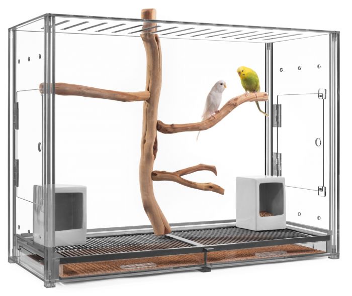 Detail Pictures Of Birds In Cages Nomer 45