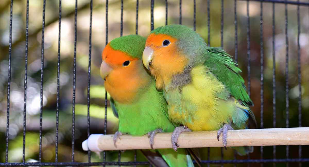 Detail Pictures Of Birds In Cages Nomer 46