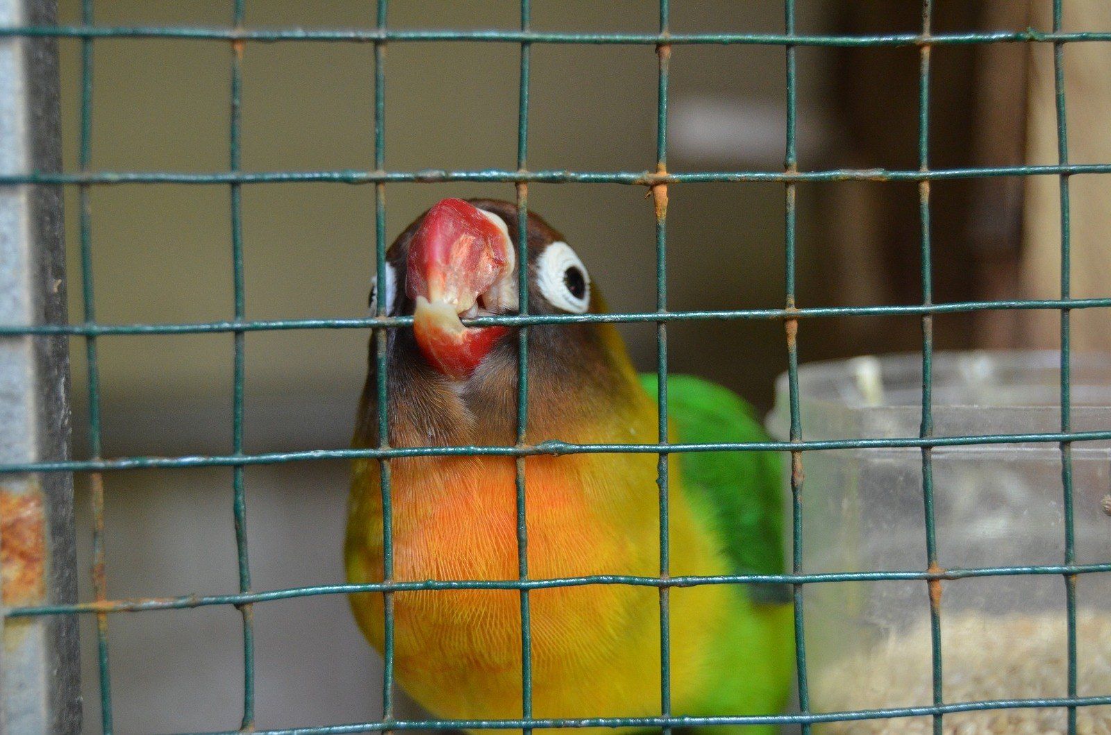 Detail Pictures Of Birds In Cages Nomer 5