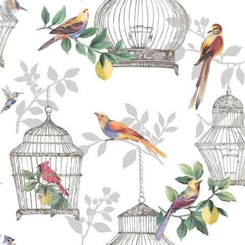 Detail Pictures Of Birds In Cages Nomer 47