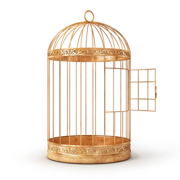 Detail Pictures Of Birds In Cages Nomer 48