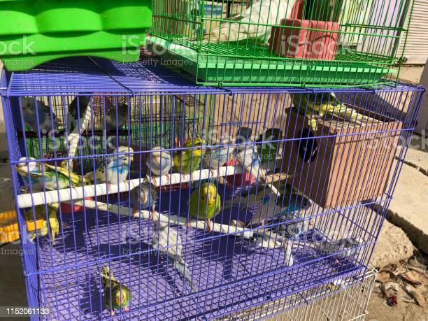 Detail Pictures Of Birds In Cages Nomer 49