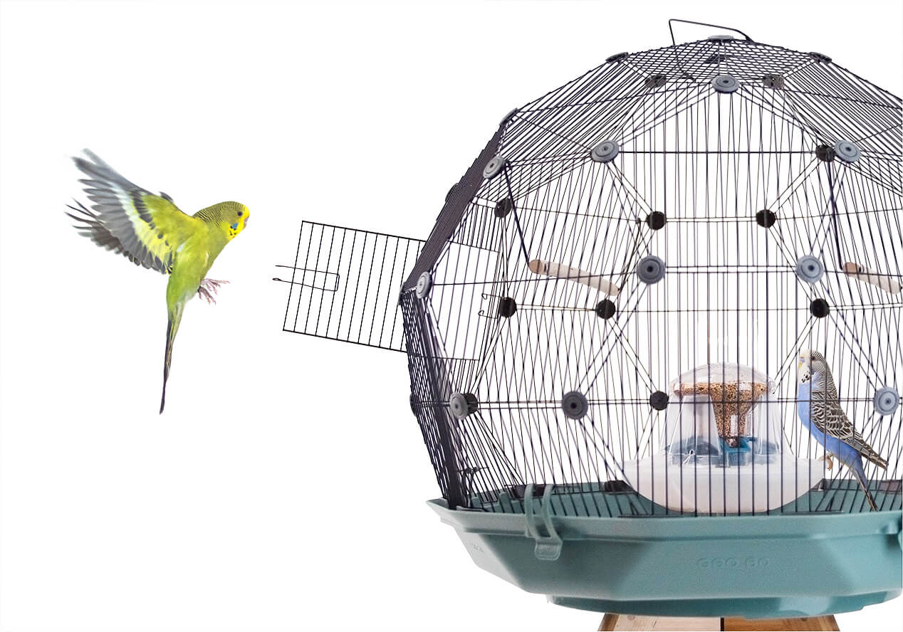 Detail Pictures Of Birds In Cages Nomer 50