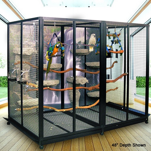 Detail Pictures Of Birds In Cages Nomer 53