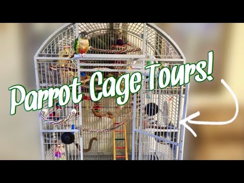 Detail Pictures Of Birds In Cages Nomer 55