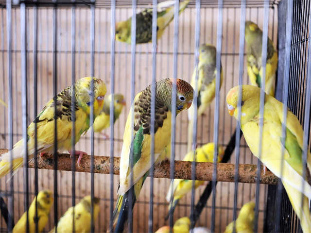 Detail Pictures Of Birds In Cages Nomer 6