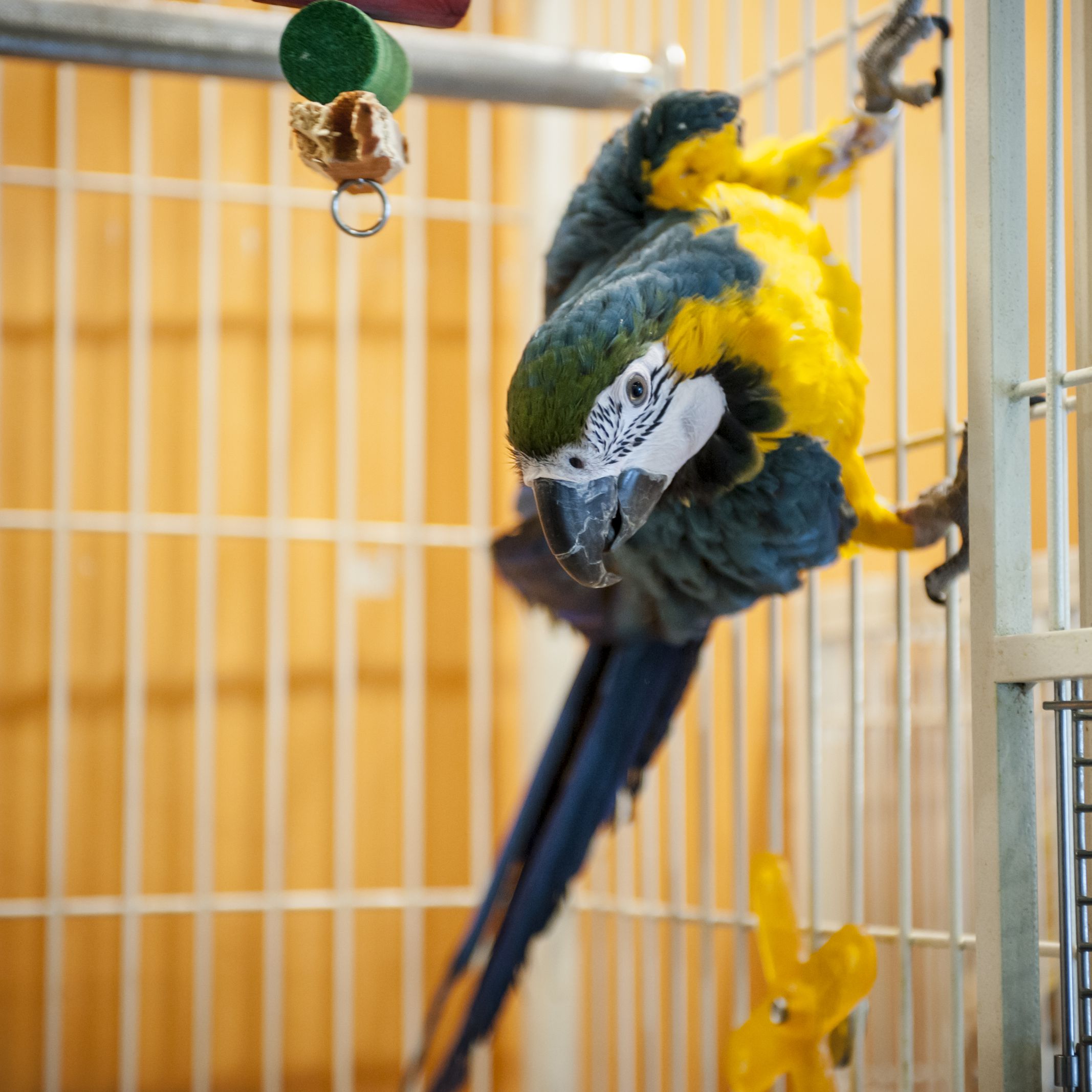 Detail Pictures Of Birds In Cages Nomer 7