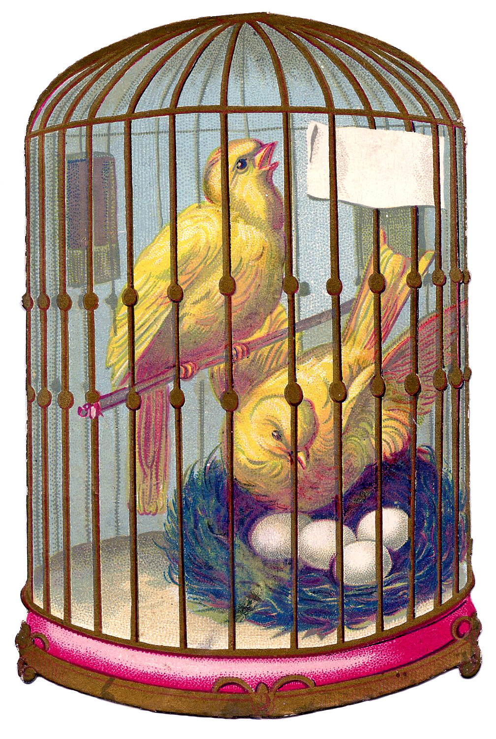 Detail Pictures Of Birds In Cages Nomer 8