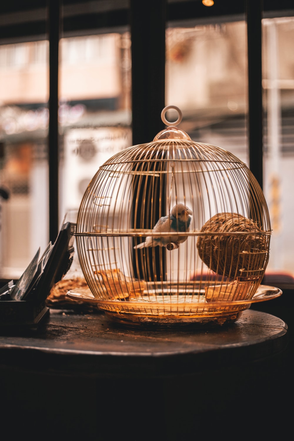 Detail Pictures Of Birds In Cages Nomer 9