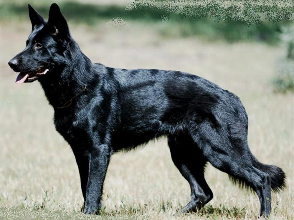 Detail Pictures Of Black German Shepherd Nomer 12