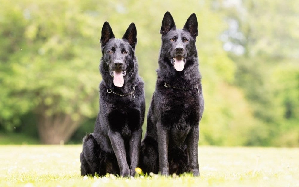 Detail Pictures Of Black German Shepherd Nomer 21