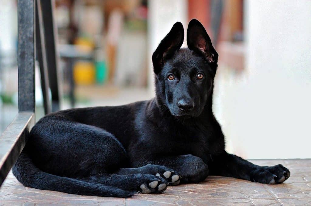 Detail Pictures Of Black German Shepherd Nomer 24