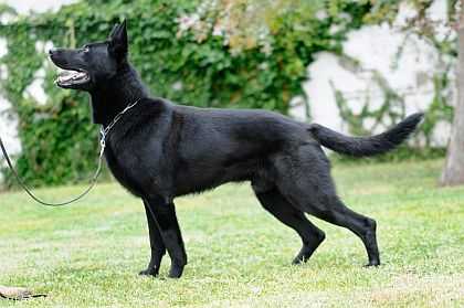 Detail Pictures Of Black German Shepherd Nomer 25