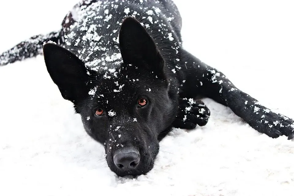 Detail Pictures Of Black German Shepherd Nomer 26