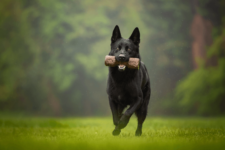 Detail Pictures Of Black German Shepherd Nomer 39