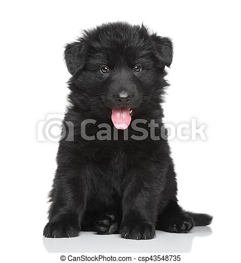 Detail Pictures Of Black German Shepherd Nomer 44