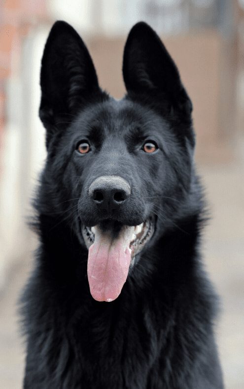 Detail Pictures Of Black German Shepherd Nomer 47