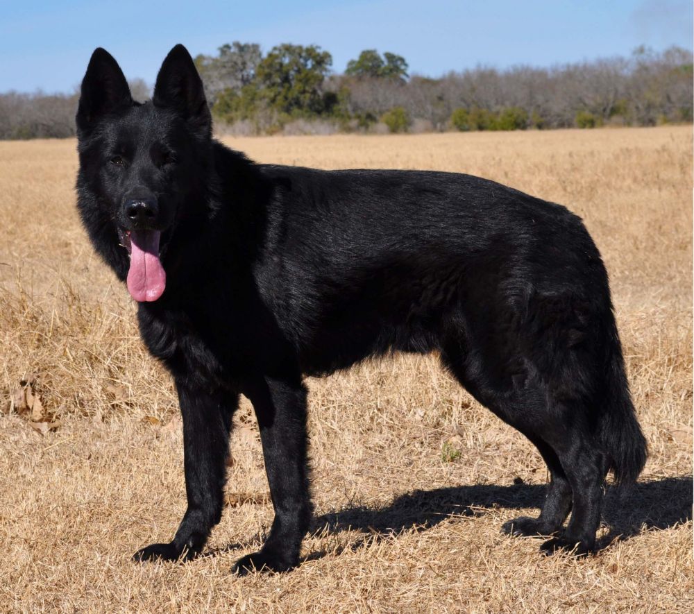 Pictures Of Black German Shepherd Dogs - KibrisPDR