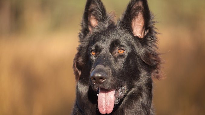 Detail Pictures Of Black German Shepherd Dogs Nomer 14