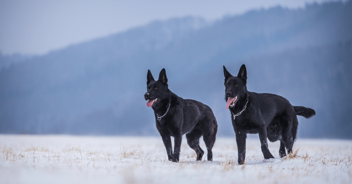 Detail Pictures Of Black German Shepherd Dogs Nomer 15