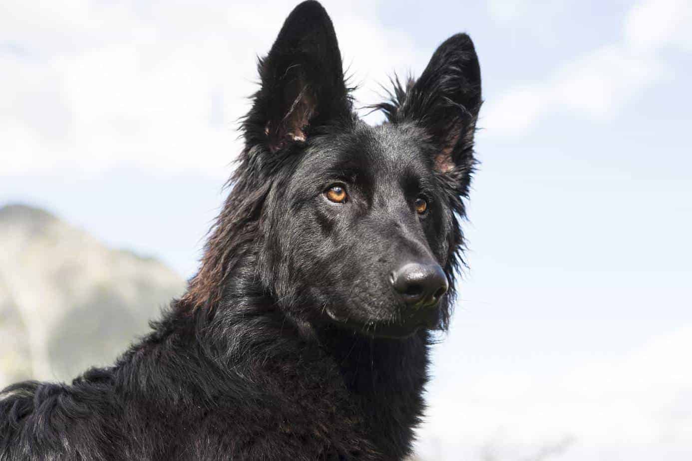 Detail Pictures Of Black German Shepherd Dogs Nomer 17