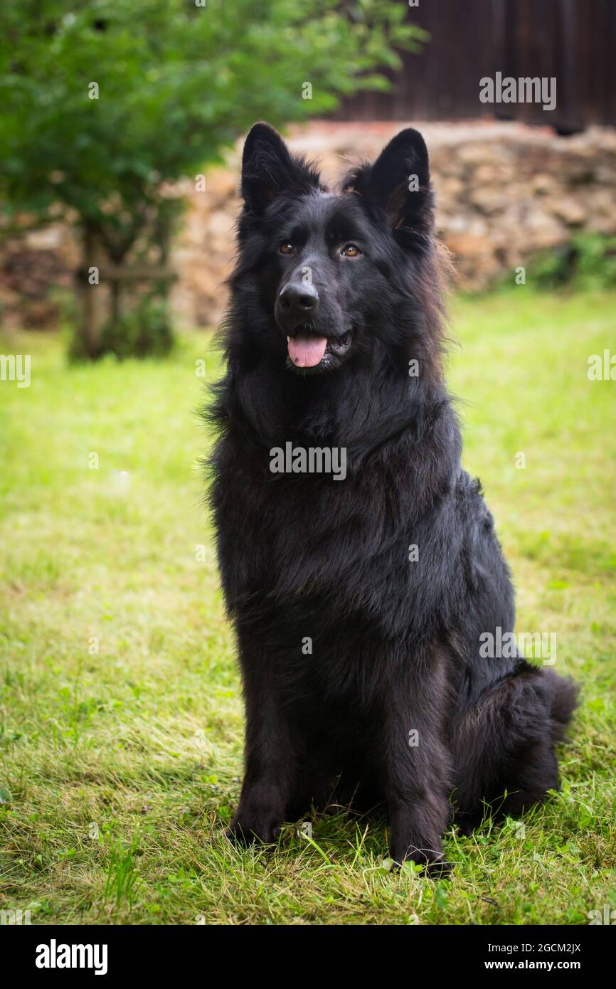 Detail Pictures Of Black German Shepherd Dogs Nomer 25