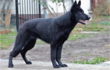 Detail Pictures Of Black German Shepherd Dogs Nomer 4