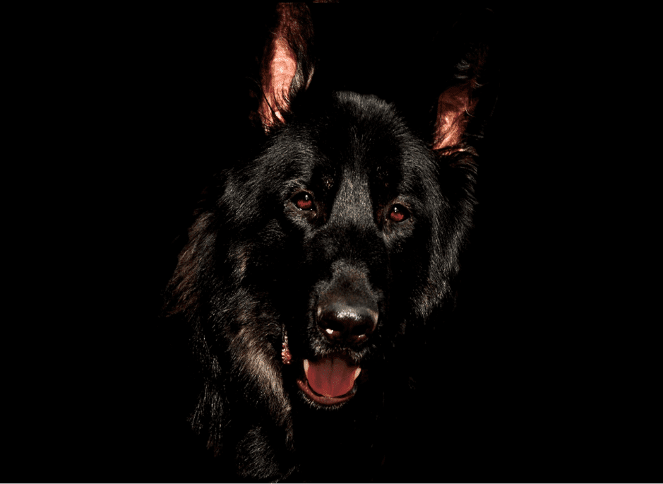 Detail Pictures Of Black German Shepherd Dogs Nomer 28