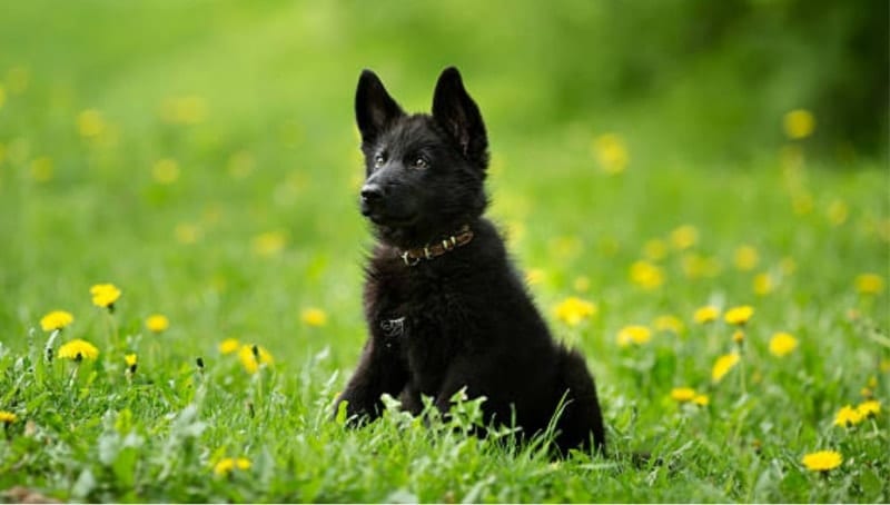 Detail Pictures Of Black German Shepherd Dogs Nomer 31