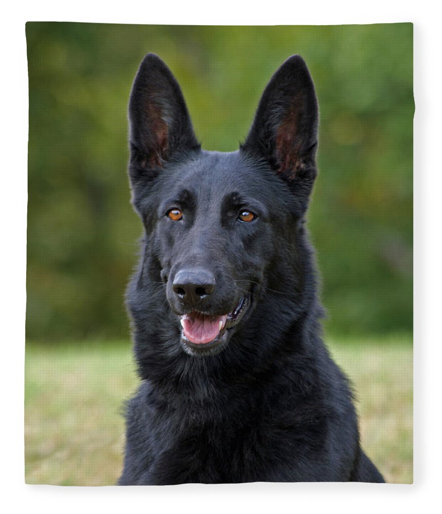 Detail Pictures Of Black German Shepherd Dogs Nomer 32