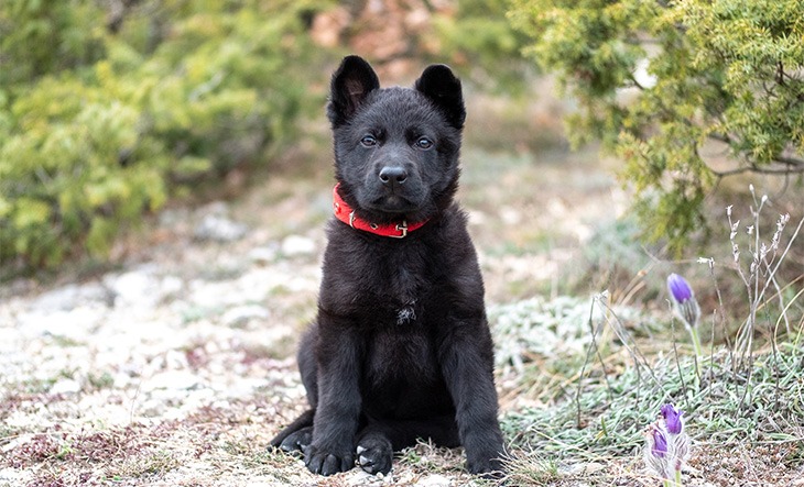 Detail Pictures Of Black German Shepherd Dogs Nomer 49