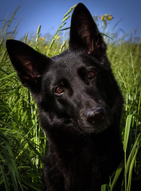 Detail Pictures Of Black German Shepherd Dogs Nomer 50
