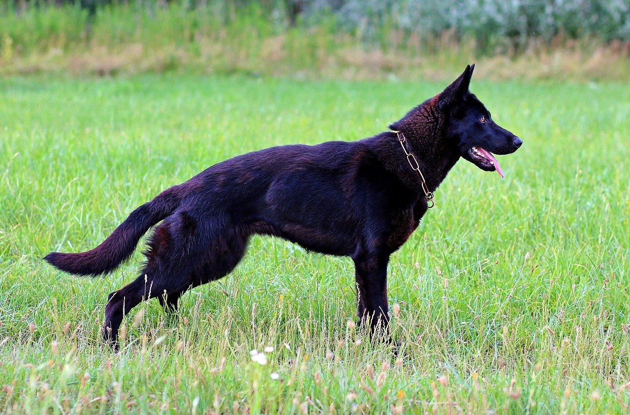 Detail Pictures Of Black German Shepherd Dogs Nomer 8