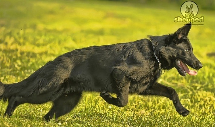 Detail Pictures Of Black German Shepherd Dogs Nomer 9