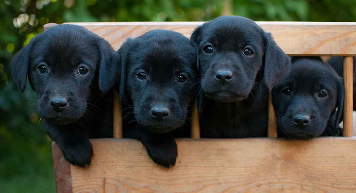 Detail Pictures Of Black Lab Puppies Nomer 2