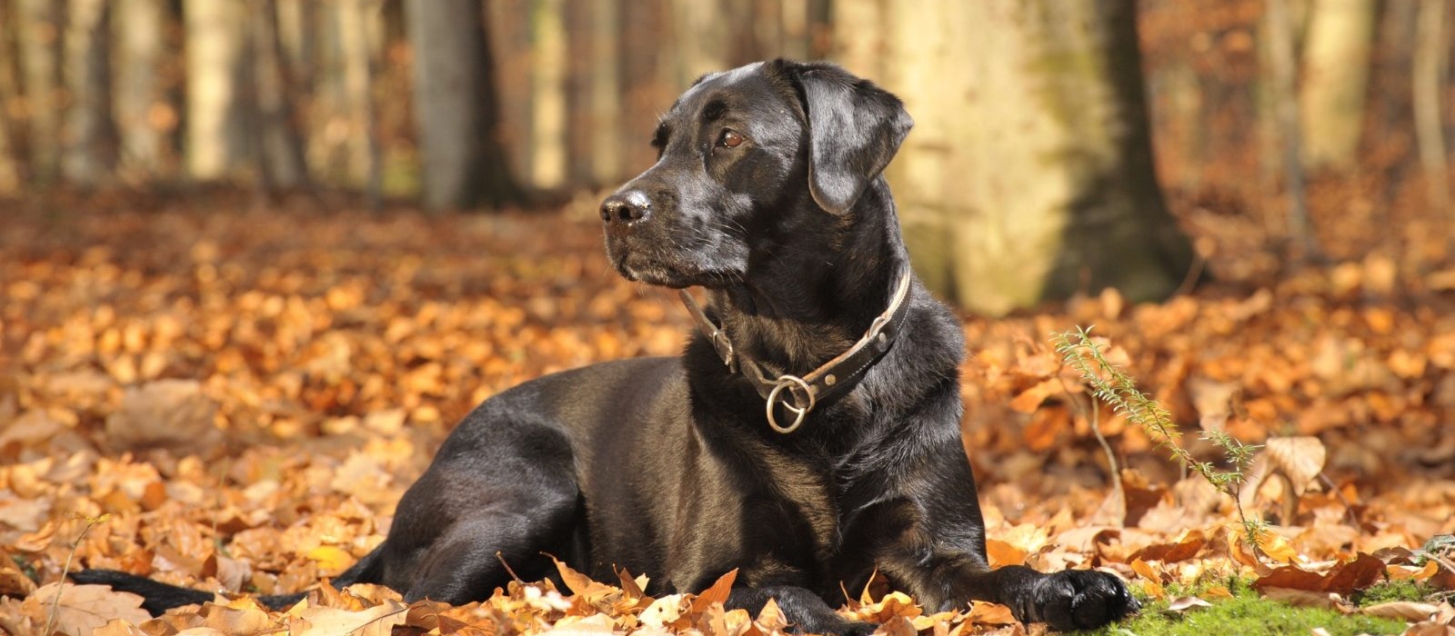 Detail Pictures Of Black Lab Puppies Nomer 11