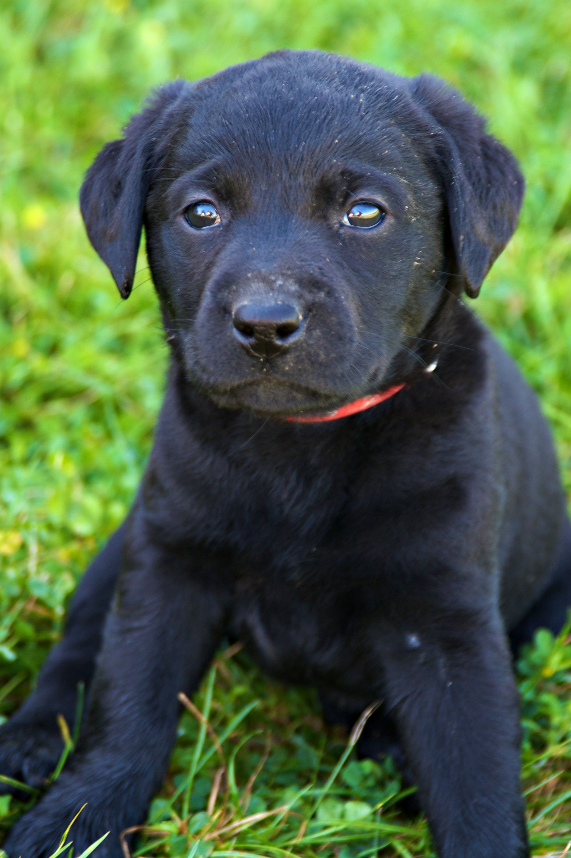 Detail Pictures Of Black Lab Puppies Nomer 15