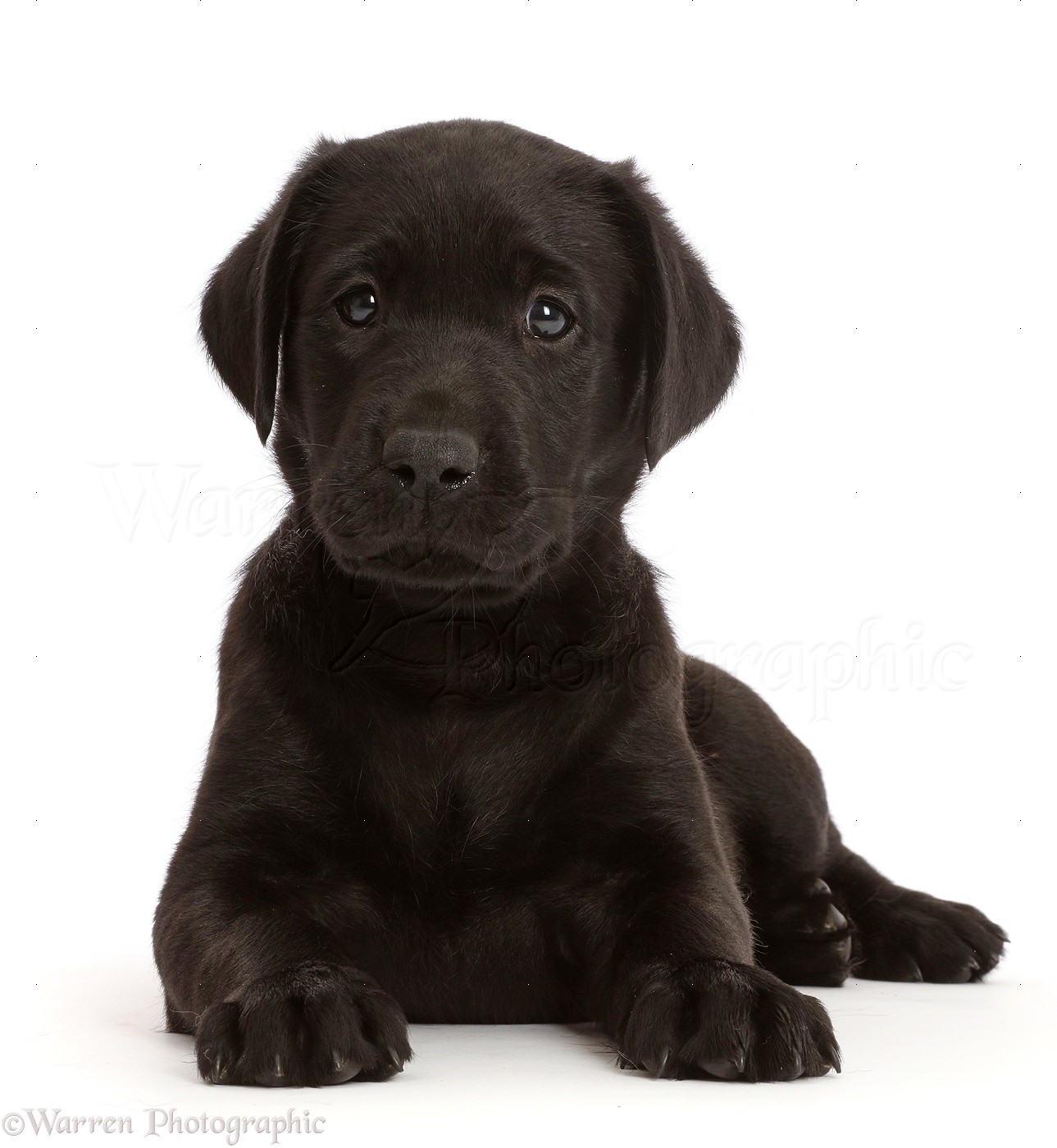 Detail Pictures Of Black Lab Puppies Nomer 19