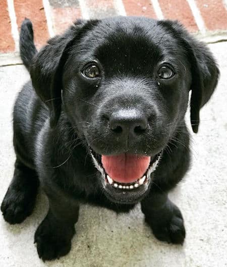 Detail Pictures Of Black Lab Puppies Nomer 22