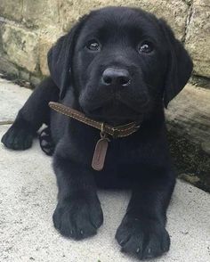 Detail Pictures Of Black Lab Puppies Nomer 25