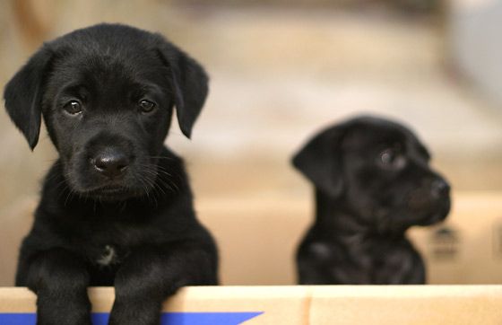 Detail Pictures Of Black Lab Puppies Nomer 28